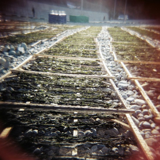 Seaweed Drying in Geojedo
