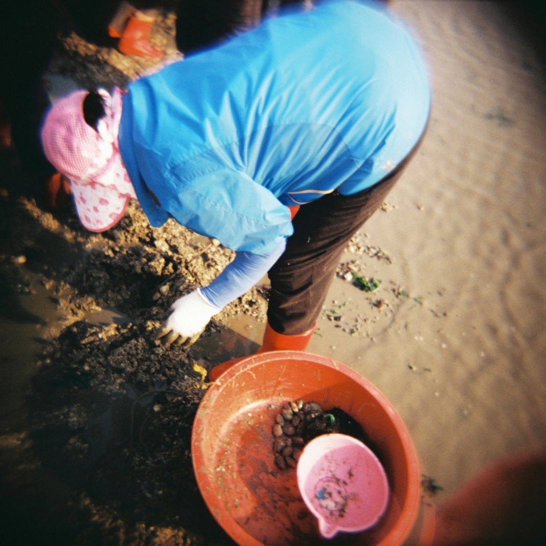 Jindo Sea Parting Festival 