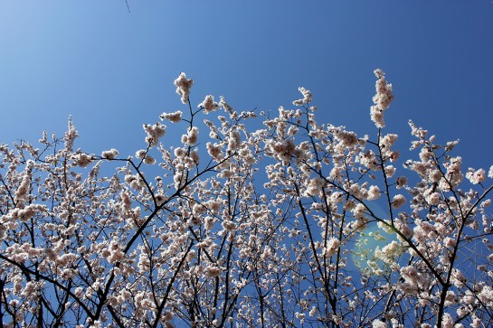Cherry Blossoms