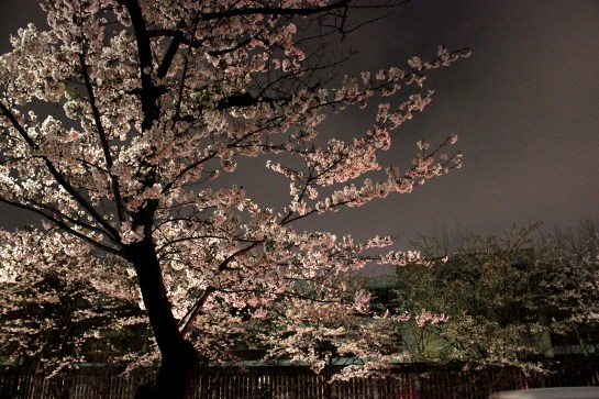 Cherry Blossoms