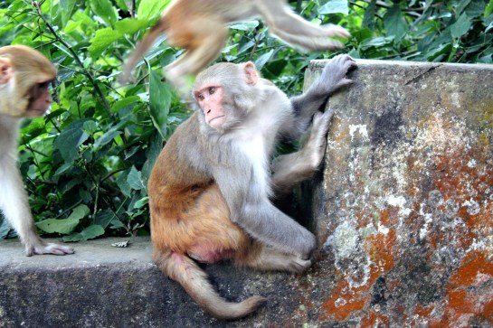 Swayambhunath Monkey Temple 