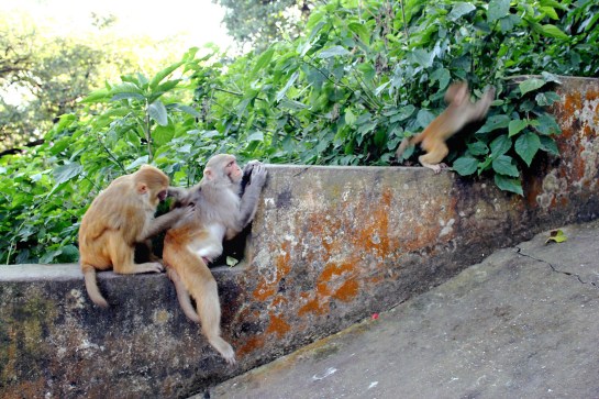Swayambhunath Monkey Temple 