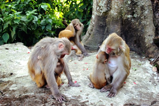 Swayambhunath Monkey Temple 