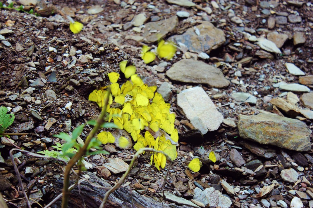 The Royal Beach Camp