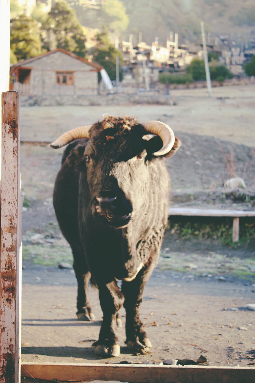 Annapurna Circuit, Rest Day