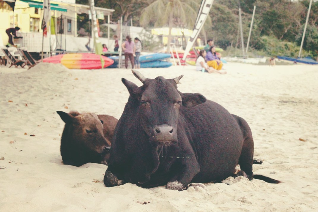 Lower Cheung Sha Beach 