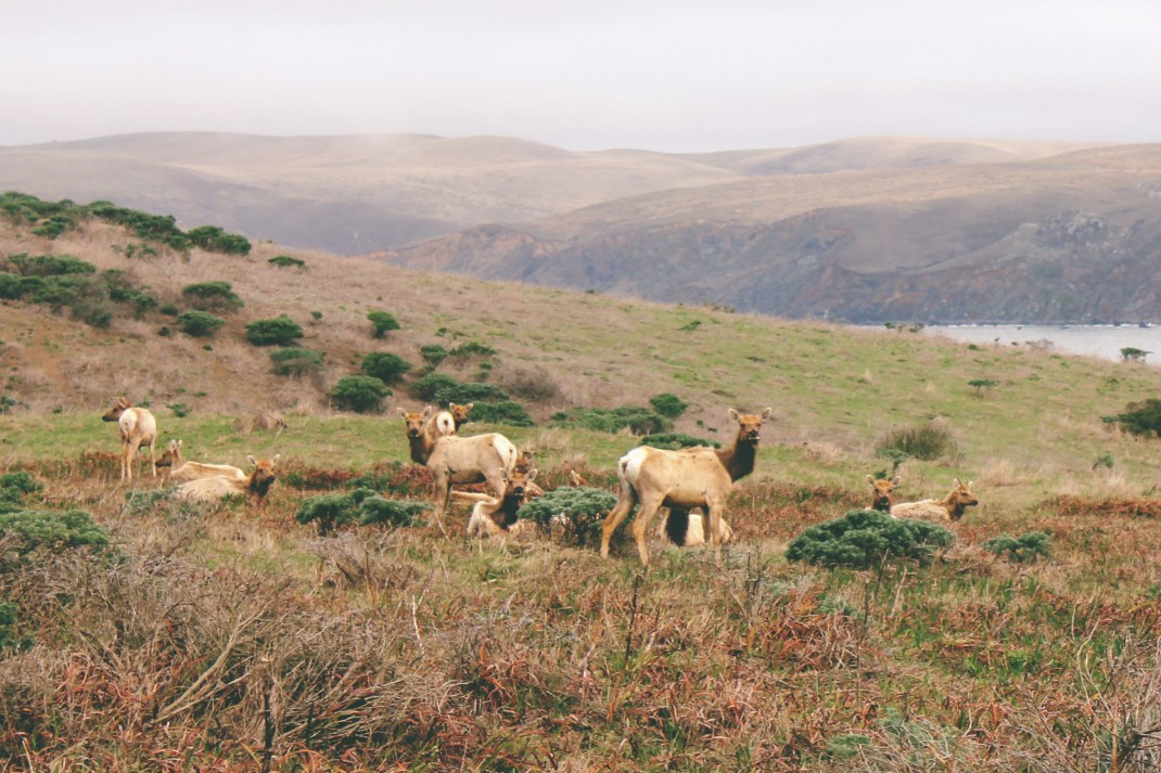 Tule Elk, Tomales Point Hike