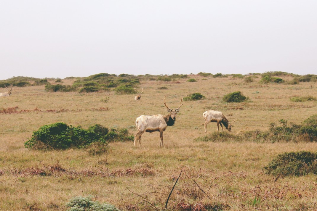 Tule Elk, Tomales Point Hike