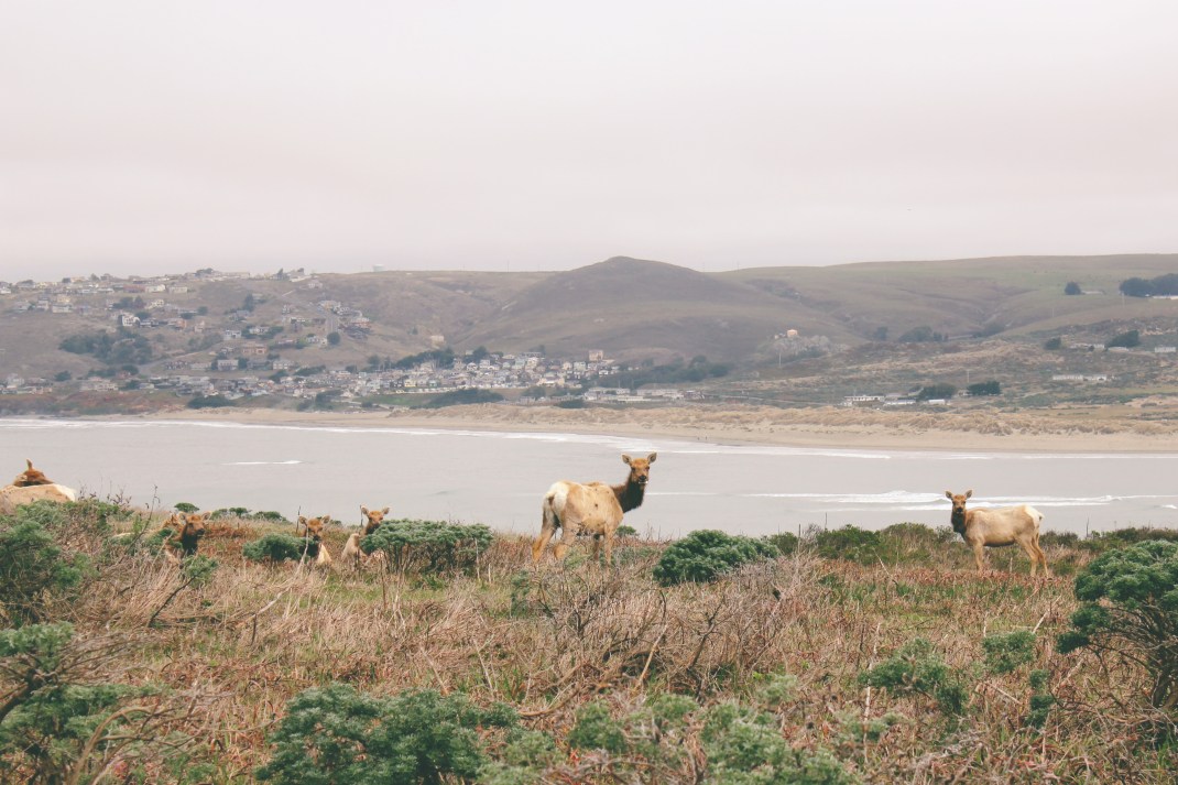 Tule Elk, Tomales Point Hike