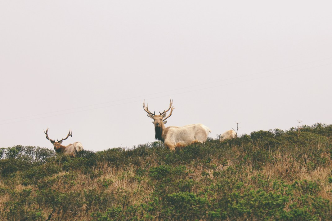 Tule Elk, Tomales Point Hike