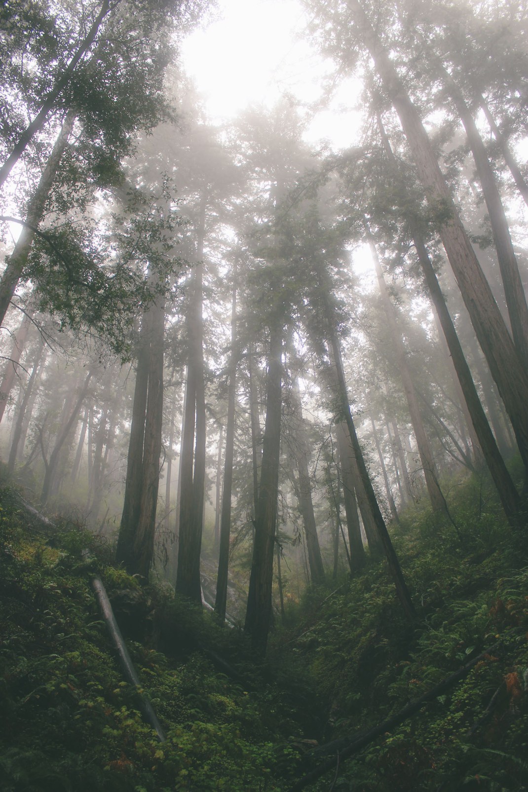 Julia Pfeiffer Burns State Park 