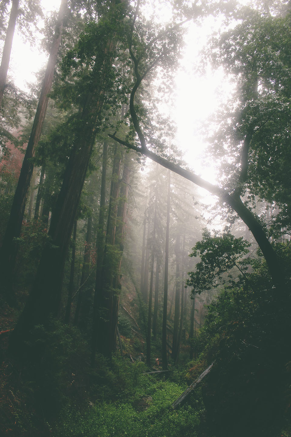 Julia Pfeiffer Burns State Park 